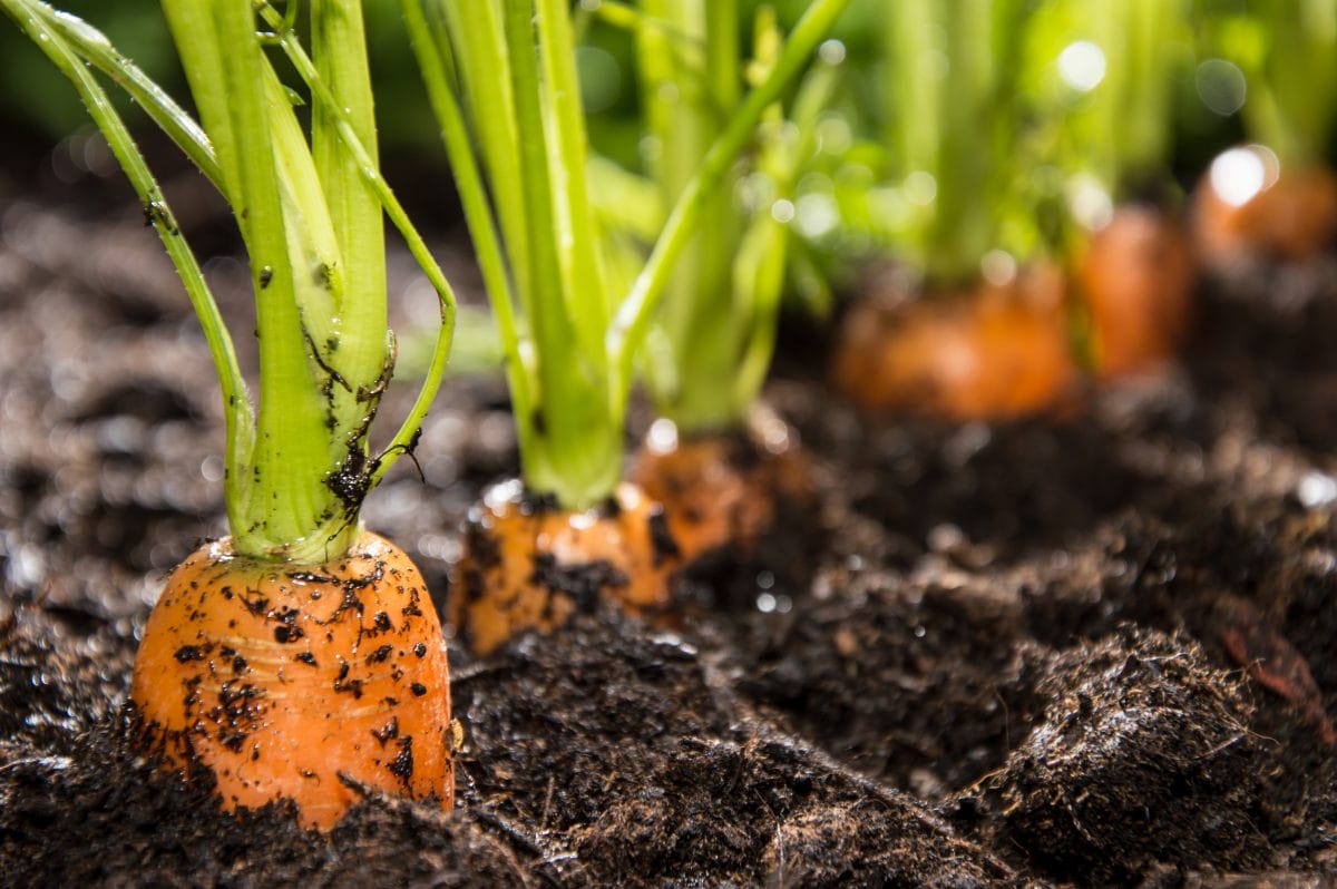 How to make seed tape for small seeds 1 Planting carrots is easy with seed tape, make seed tap