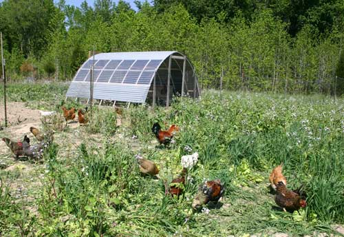 Why and how to plan a Survival Garden 1 Foraging Chickens