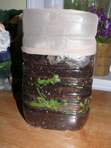 Red wigglers have moved in