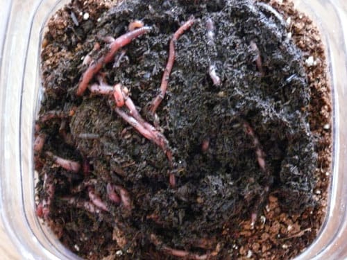 Red wigglers