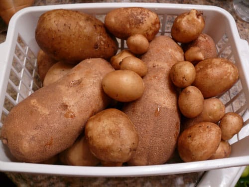 Plant sprouted potatoes from your kitchen today 2 Fresh potatoes