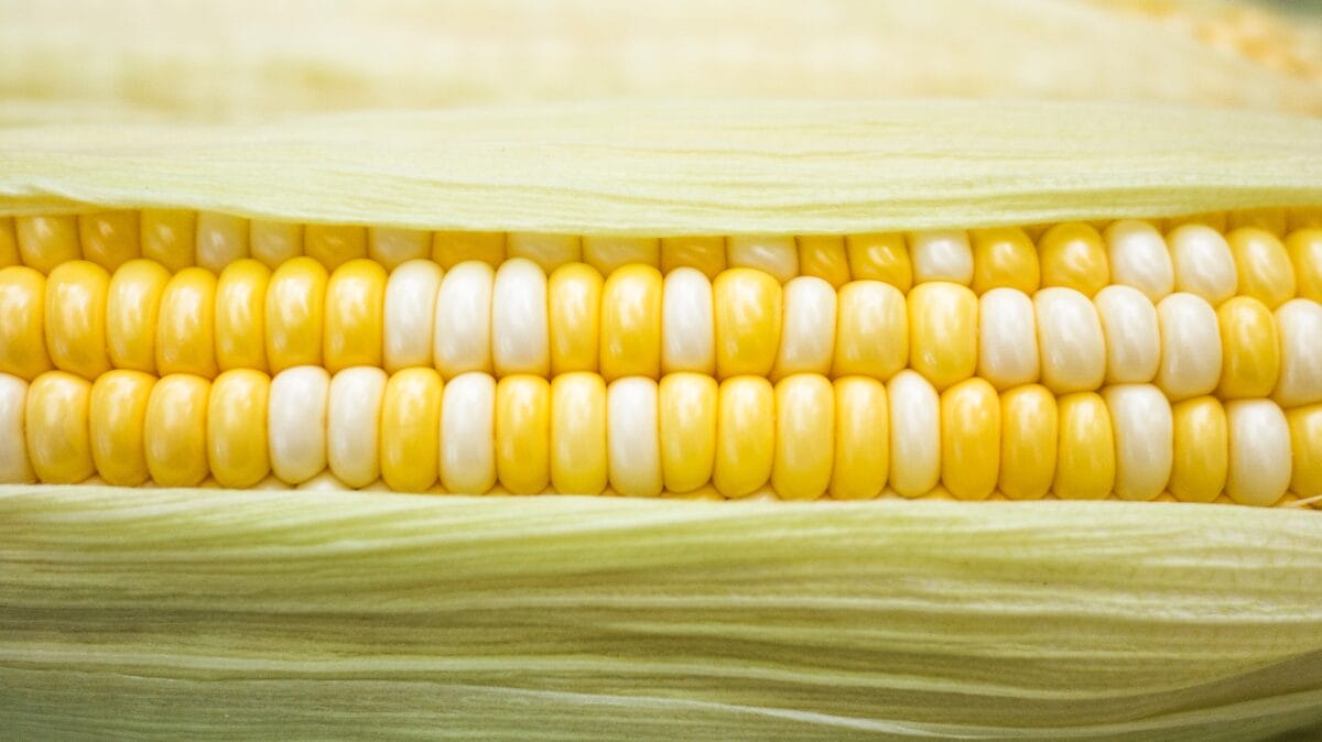 Are 'hybrid' fruits and vegetables genetically modified (GMOs)? 1 You don't have to worry about accidentally growing GMO corn. (Photo by Phoenix Han, Unsplash)