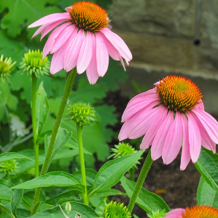 Why and how to plan a Survival Garden 3 Echinacea Purpurea is a good immune booster and would add beauty to any survival garden.
