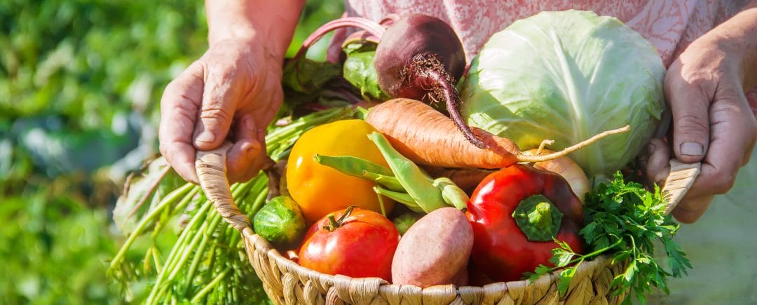 Harvest Harvest basket