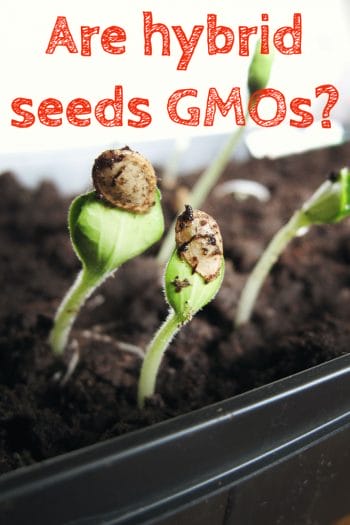 Are 'hybrid' fruits and vegetables genetically modified (GMOs)? 2 Are hybrid vegetables GMO, hybrid fruits