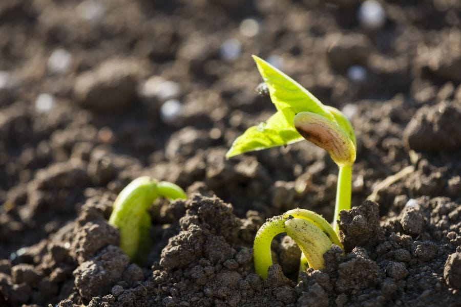 No seeds? No problem. Food you can grow without buying seeds 1 Bean seedling