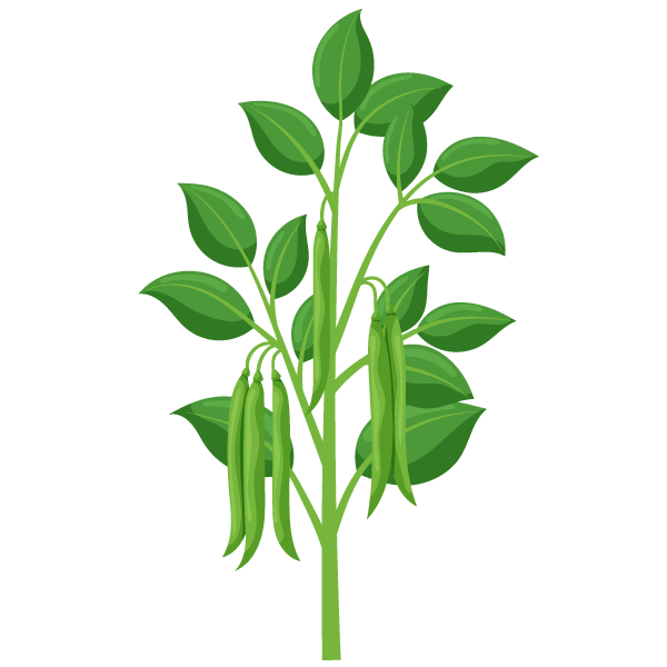 Companion Planting: Learn which plants grow well together and which pairings you should avoid 3 Bush Bean