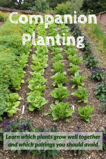 Companion Planting: Learn which plants grow well together and which pairings you should avoid 36 Companion Gardening