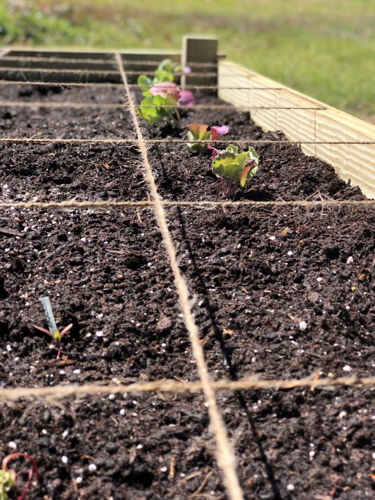 Collard plants in square foot garden
