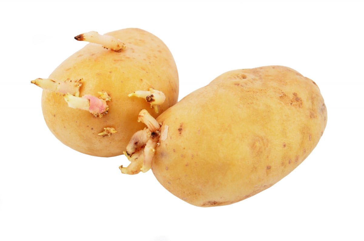 Potato with sprout