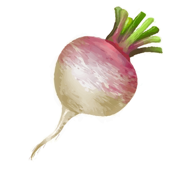 Turnip