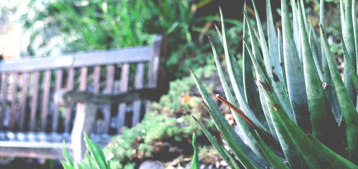 Start your garden