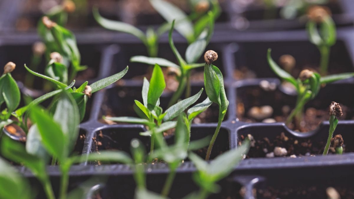 Starting Seeds in Winter