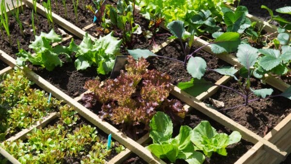 Vegetable Garden